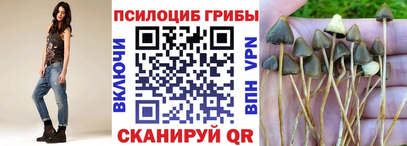 Псилоцибиновые грибы Cubensis  Купить  Красноярск 